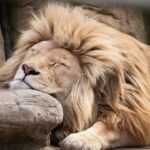 自由が欲しいなら、執着を捨てて安定を飼いならせ