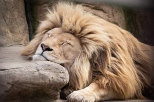 自由が欲しいなら、執着を捨てて安定を飼いならせ